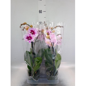 Phalaenopsis  'Hot Lip'