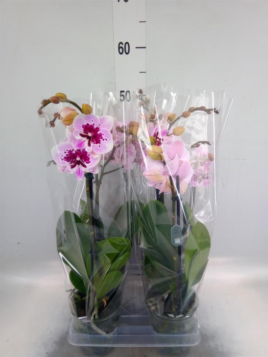 <h4>Phalaenopsis  'Hot Lip'</h4>