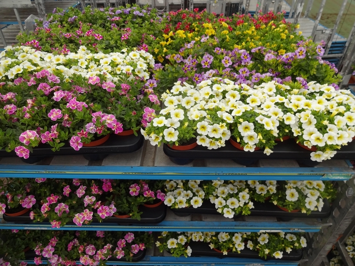 <h4>PET MINIFAMOUS MIXK</h4>