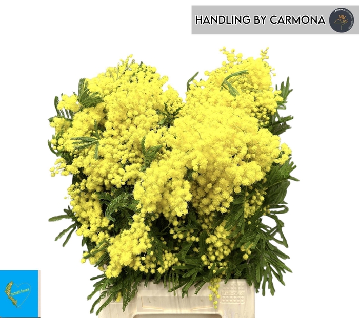 <h4>ACACIA BAILEYANA 200g</h4>