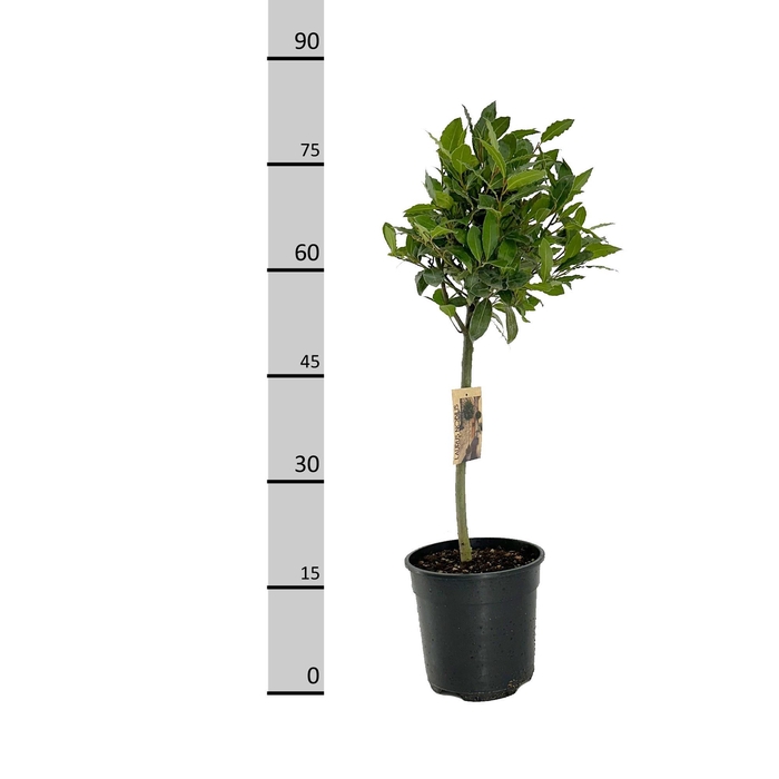 <h4>LAU NOBILIS</h4>