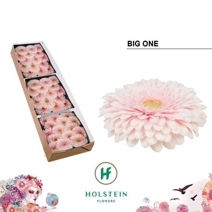 <h4>Gerbera Pomponi Big One Doos</h4>