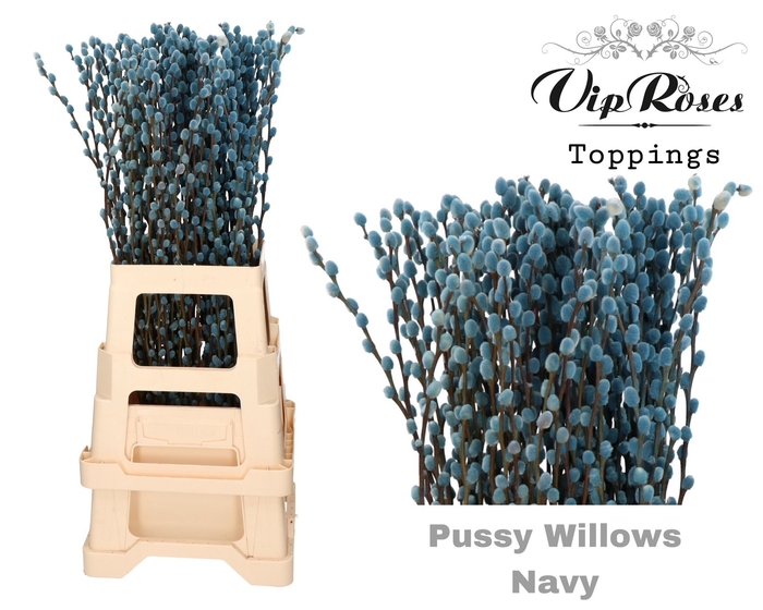 <h4>SALIX PUSSY WILLOW NAVY</h4>