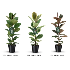 Ficus elastica