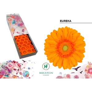 Gerbera Eureka Doos