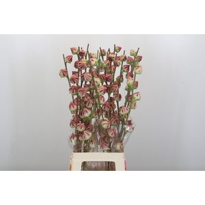 Hibiscus Bi Color