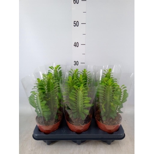 Euphorbia trigona