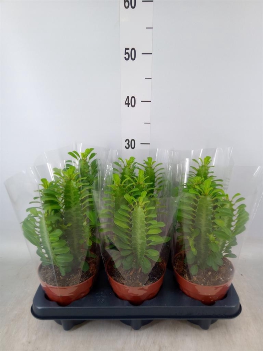 <h4>Euphorbia trigona</h4>