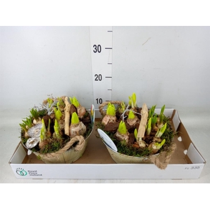 Arr.   Bol/Knolgewas L%