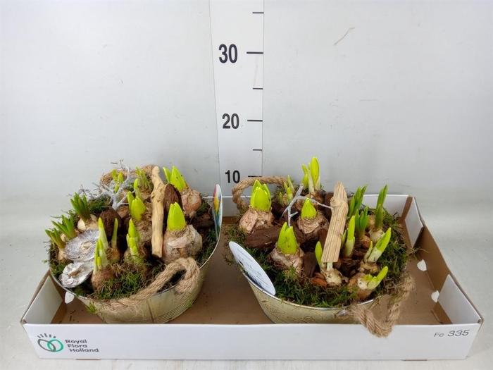 <h4>Arr.   Bol/Knolgewas L%</h4>