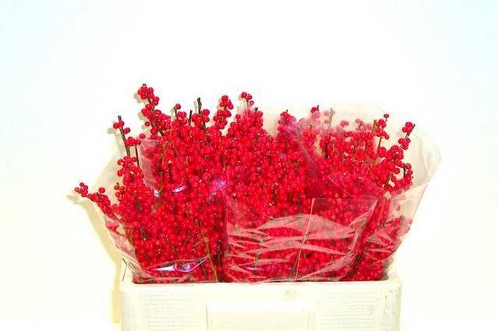 <h4>Ilex Vert Berry Red 50cm Nierop Extra</h4>