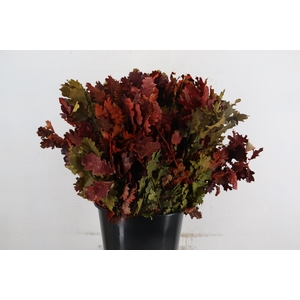 PF QUERCUS AUTUMN