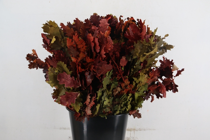 <h4>PF QUERCUS AUTUMN</h4>