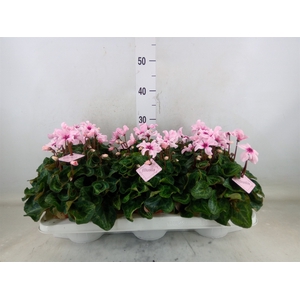 Cyclamen KL 'Illusia'