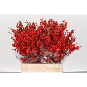 Ilex Rood