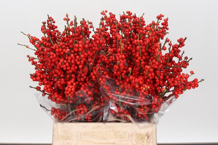 Ilex Rood