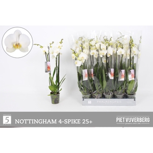 PHAL AN NOTTINGHAM