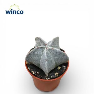 Astrophytum Myriostigma