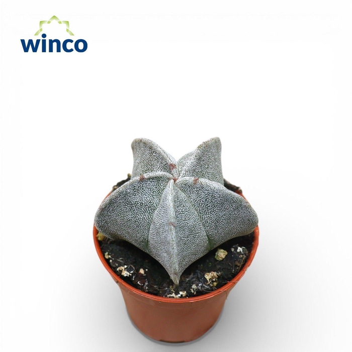 <h4>Astrophytum Myriostigma</h4>