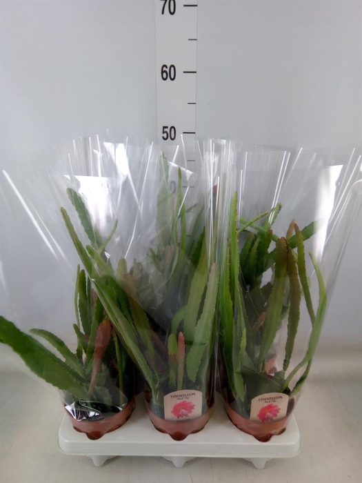 <h4>Epiphyllum   ...</h4>