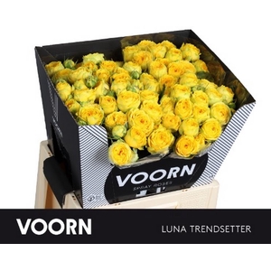 R Tr Luna Trendsetter Voorn