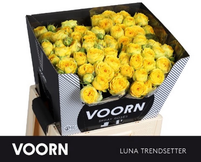 R Tr Luna Trendsetter Voorn