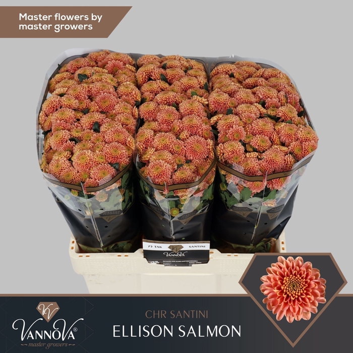 Chr. San Ellison Salmon