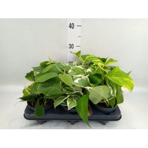 Epipremnum pinn.   ...mix