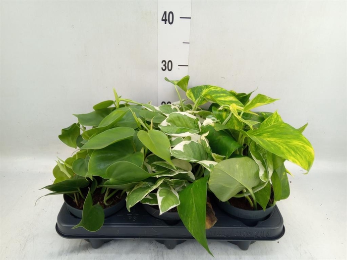 <h4>Epipremnum pinn.   ...mix</h4>