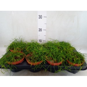 Rhipsalis baccifera 'Oasis'