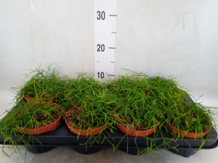<h4>Rhipsalis baccifera 'Oasis'</h4>