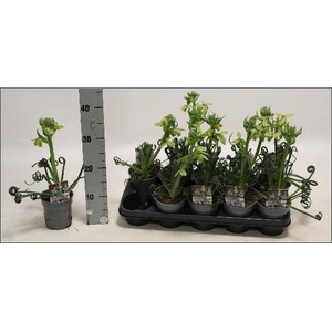 ALBUCA  FRIZ SIZZLE