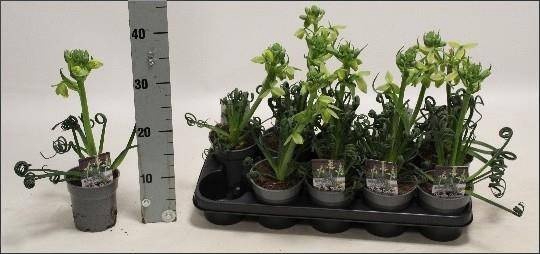 <h4>ALBUCA  FRIZ SIZZLE</h4>