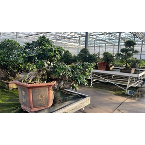 Ficus retusa, pot 43cm. Height 85cm.( single item)