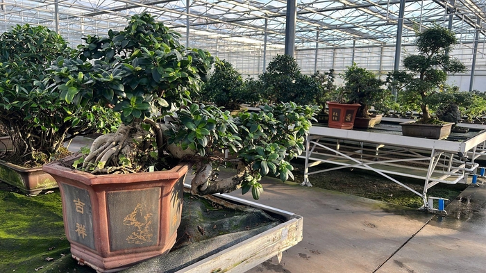 <h4>Ficus retusa, pot 43cm. Height 85cm.( single item)</h4>