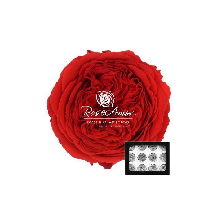 <h4>Amelia Red02</h4>