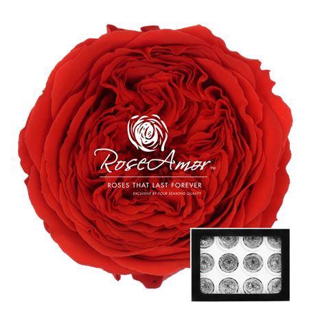 <h4>Amelia Red02</h4>