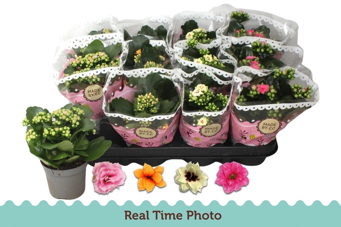 Kal Ge Gem Tweekl Bl