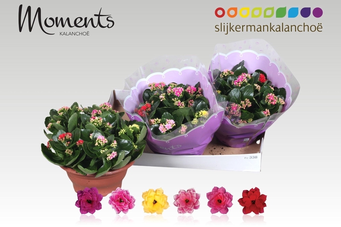 <h4>KAL GE GEM I POT</h4>