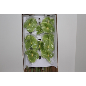 ANTHURIUM MIDORI 9/11 035 CM DIAM MIN 9 CM VERDE