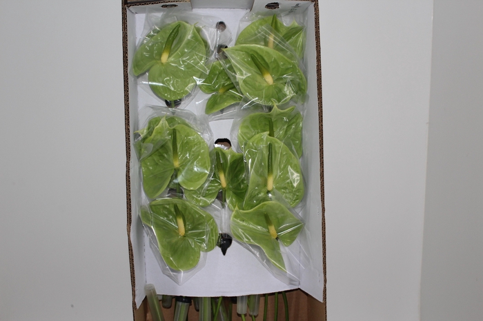 <h4>ANTHURIUM MIDORI 9/11 035 CM DIAM MIN 9 CM VERDE</h4>
