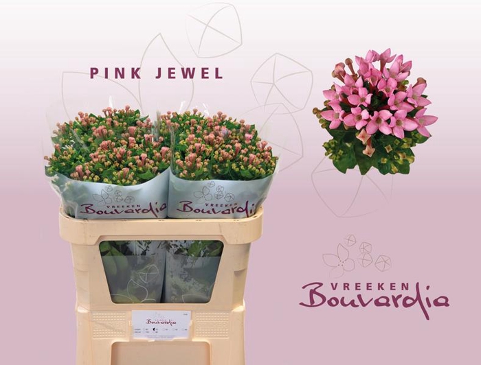 <h4>Bouvardia Royal Pink Jewel Vreeken</h4>
