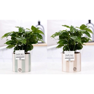 Coffea Arabica in P&PURE Eline ceramics ass. 3