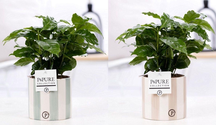 <h4>Coffea Arabica in P&PURE Eline ceramics ass. 3</h4>