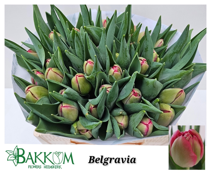 <h4>TU DU BELGRAVIA</h4>