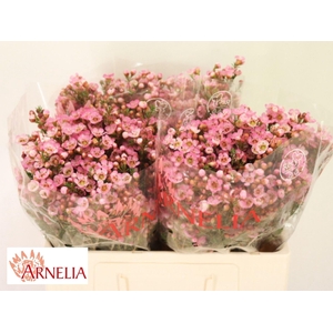 WAXFLOWER SARAHS DELIGHT CHAME SARA