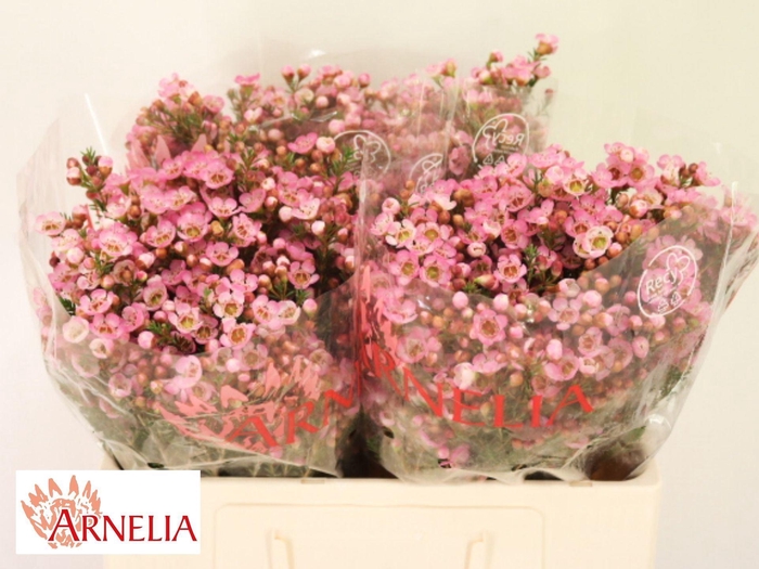<h4>WAXFLOWER SARAHS DELIGHT CHAME SARA</h4>
