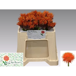 SCAD M KING O ORANGE