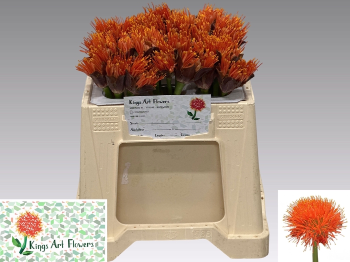 <h4>SCAD M KING O ORANGE</h4>