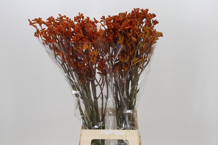 <h4>Anigozanthos Golden Girl</h4>
